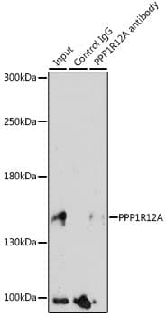 Myosin Phosphatase Antibody