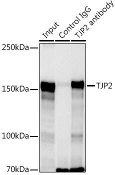 Tight Junction Protein 2 Antibody