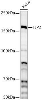 Tight Junction Protein 2 Antibody