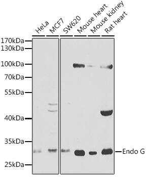 Endo G Antibody