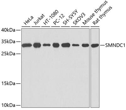 SMNDC1 Antibody