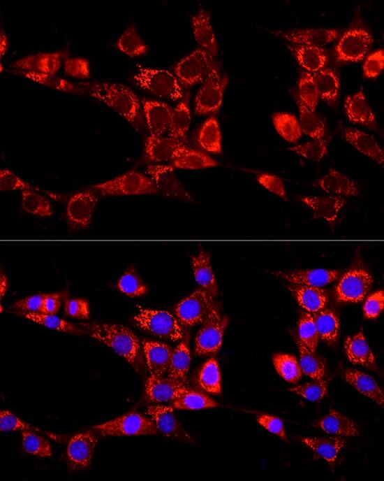 ATG13 Antibody