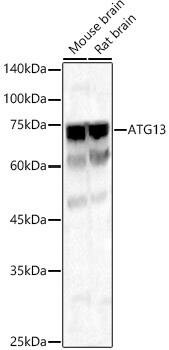 ATG13 Antibody