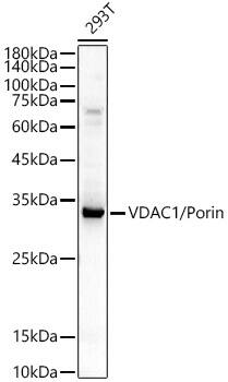 VDAC1 Antibody