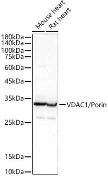 VDAC1 Antibody