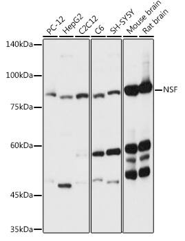 NSF Antibody