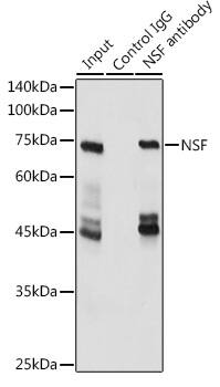 NSF Antibody