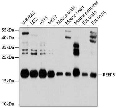 REEP5 Antibody