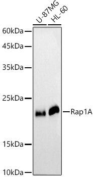 RAP1A Antibody