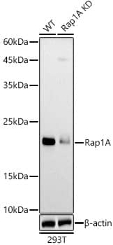 RAP1A Antibody