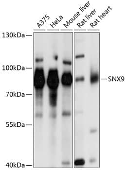 SH3PX1 Antibody