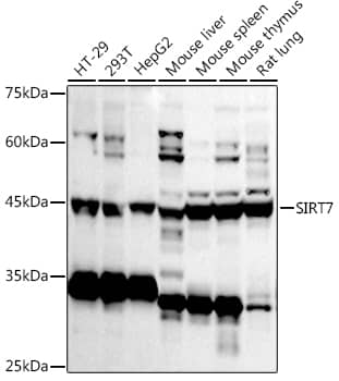 SIRT7 Antibody