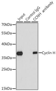 Cyclin H Antibody