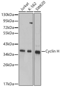 Cyclin H Antibody