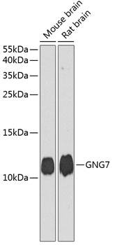 G gamma7 Antibody