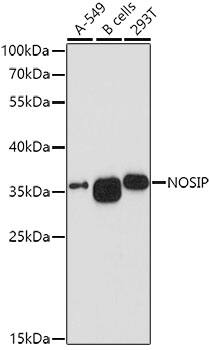 NOSIP Antibody