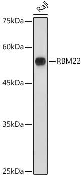 RBM22 Antibody