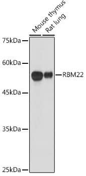 RBM22 Antibody