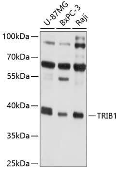 TRIB1 Antibody