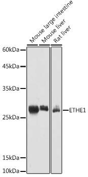 ETHE1 Antibody