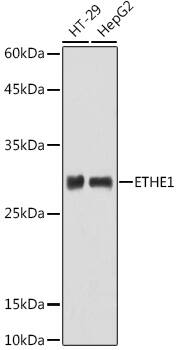 ETHE1 Antibody