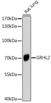 GRHL2 Antibody