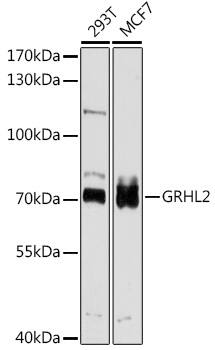GRHL2 Antibody