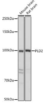 Phospholipase D2 Antibody