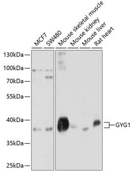 Glycogenin 1 Antibody