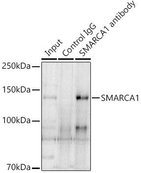 SMARCA1 Antibody