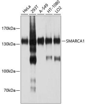 SMARCA1 Antibody