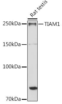 TIAM1 Antibody