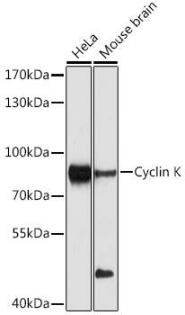 CCNK Antibody