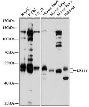 eIF2B3 Antibody