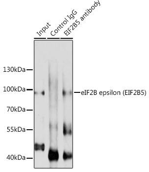 eIF2B epsilon Antibody