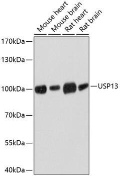 USP13 Antibody