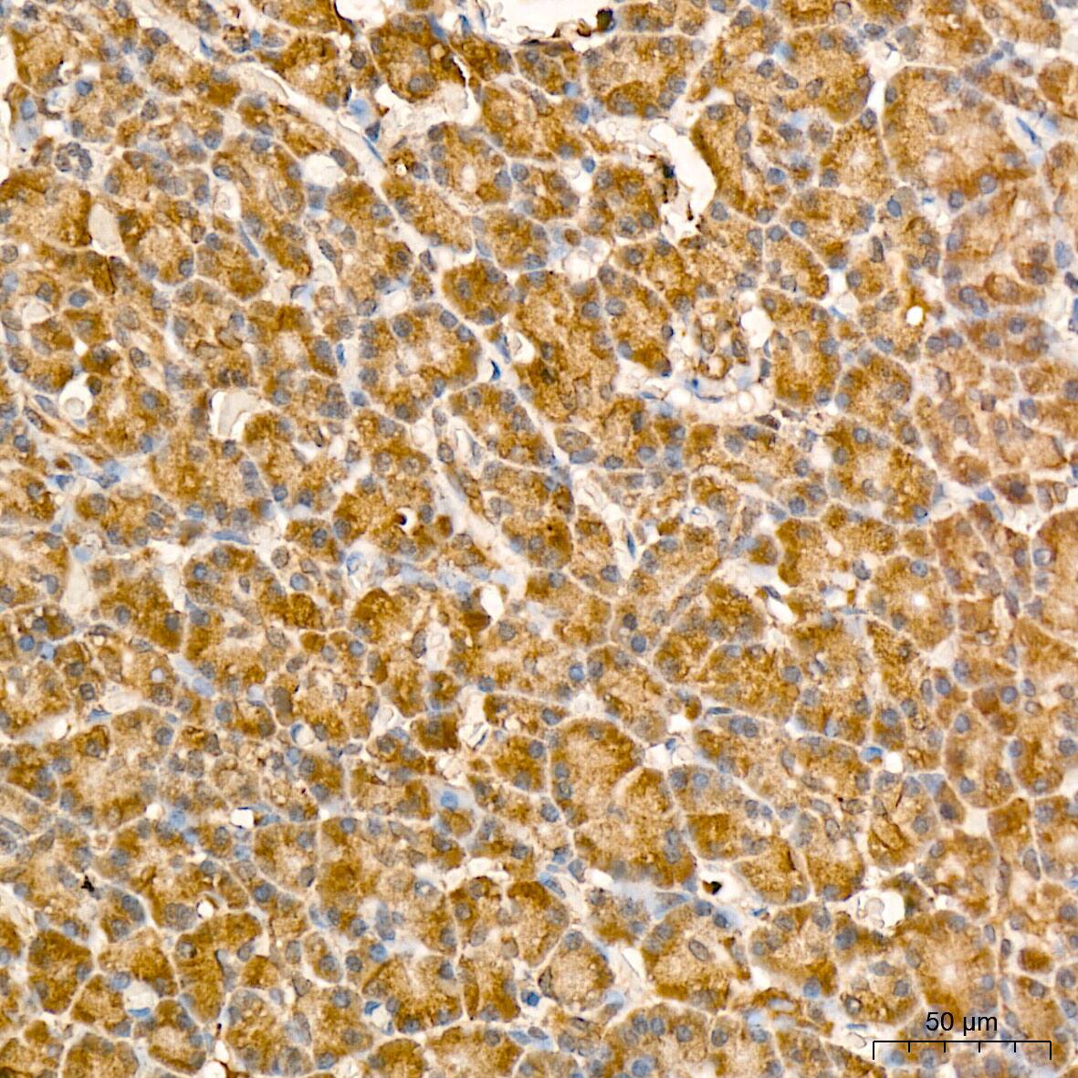 GADD45G Antibody