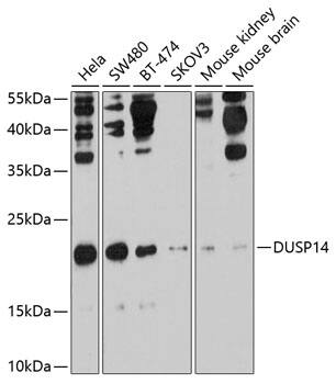 DUSP14 Antibody