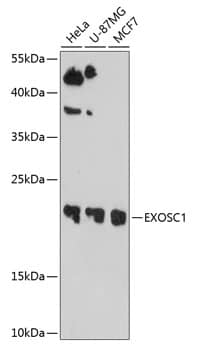 Exosome component 1 Antibody