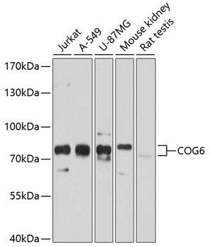 COG6 Antibody