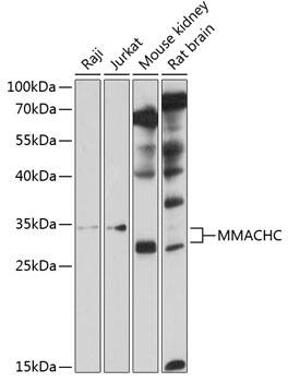 MMACHC Antibody