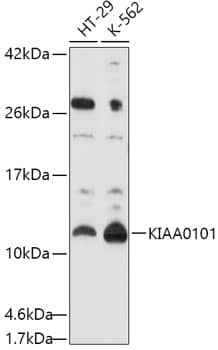 PCNA associated factor Antibody