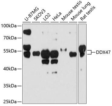 DDX47 Antibody