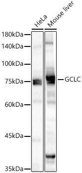 GCLC Antibody