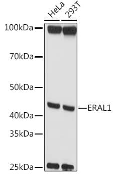 GTP binding protein era homolog Antibody