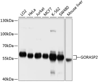 GRASP55 Antibody