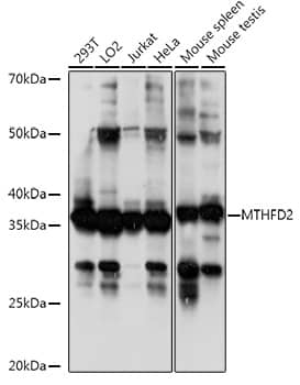 MTHFD2 Antibody