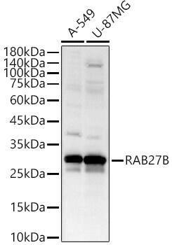 RAB27B Antibody