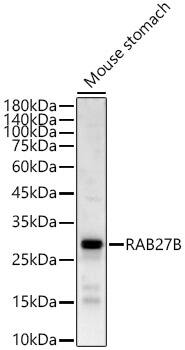 RAB27B Antibody