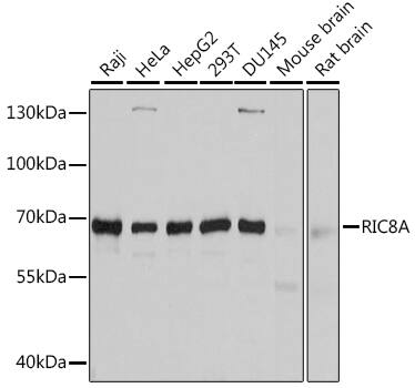 RIC8A Antibody